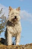BOUVIER DES ARDENNES 308